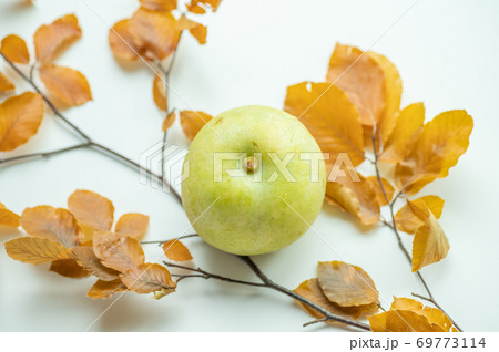 鳥取県名産秋の味覚20世紀梨 69773114