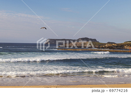 seagull flying through the sky seagull flying through the sky 69774216