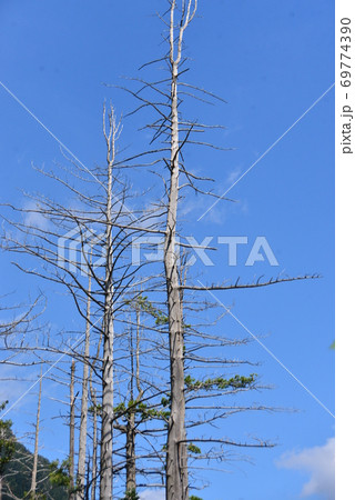青空に映える針葉樹の枯木 青空に映える針葉樹の枯木 69774390