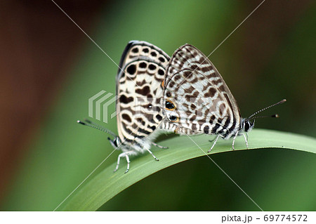 蝶 チョウ 蝴蝶 69774572