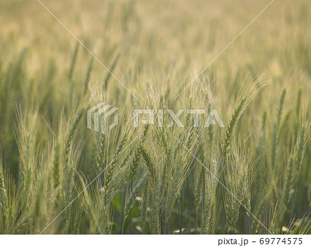 小麦 むぎ ムギ 69774575