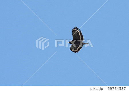 鳥 大空 青空 69774587