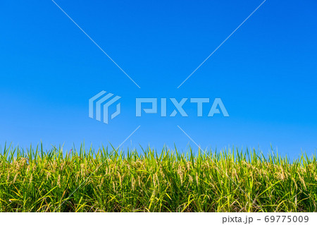 青空と黄金色に実った稲 69775009