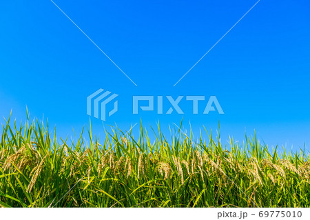 青空と黄金色に実った稲 69775010