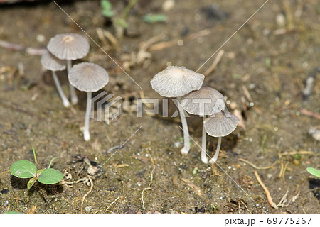 ヒメヒガサヒトヨタケ ヒメヒガサヒトヨタケ 69775267