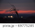 夕陽に染まるススキ 69775285