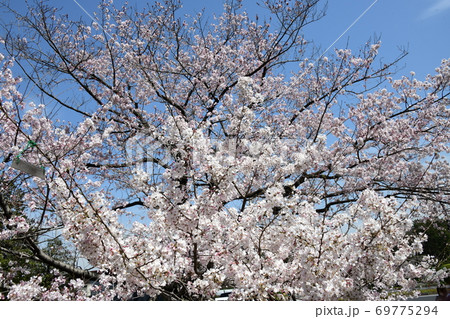 さくら咲く 69775294