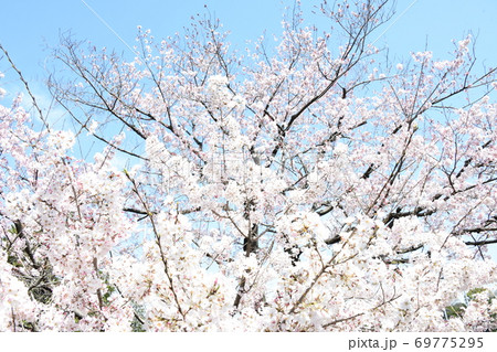 さくら咲く 69775295
