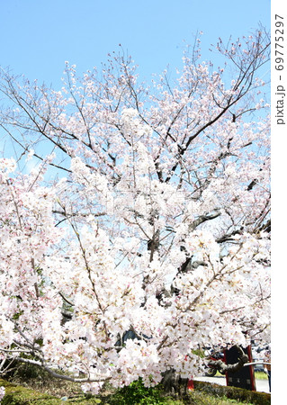 さくら咲く 69775297