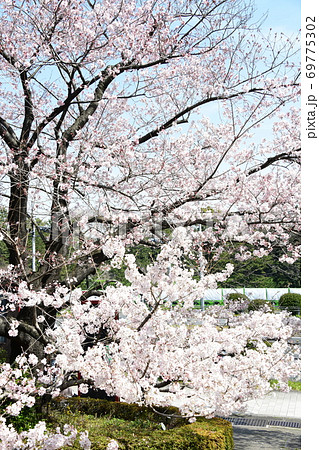 さくら咲く さくら咲く 69775302
