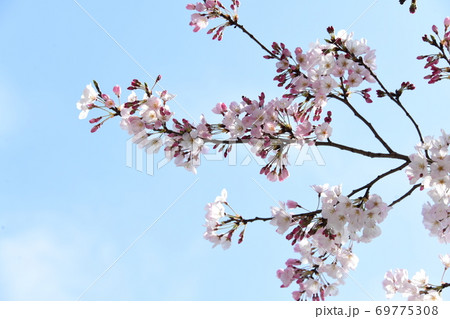 さくら咲く 69775308