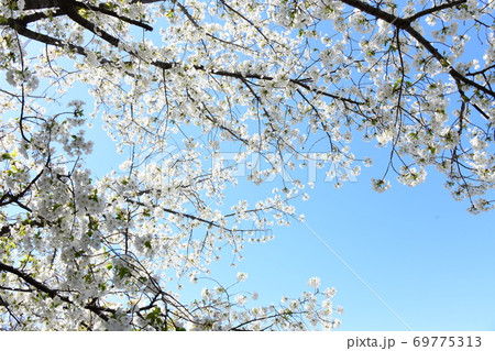 さくら咲く 69775313