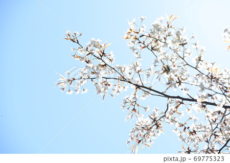 さくら咲く 69775323