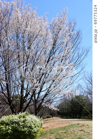 さくら咲く さくら咲く 69775324