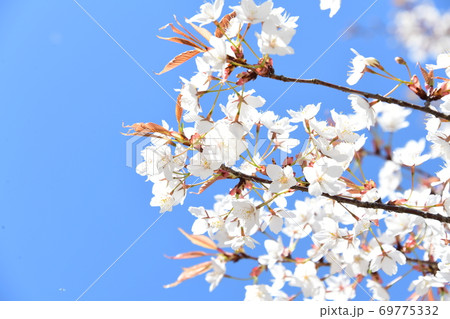 さくら咲く 69775332