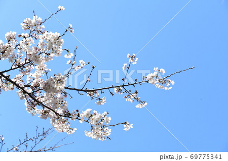 さくら咲く さくら咲く 69775341