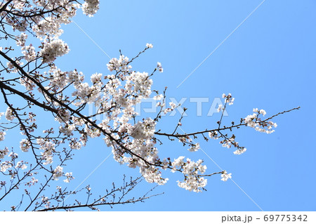さくら咲く 69775342