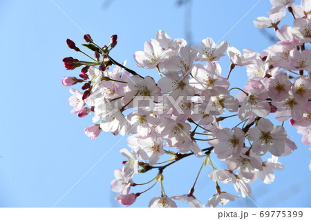 さくら 69775399