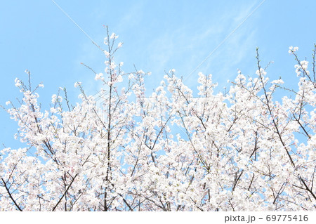 さくら 69775416