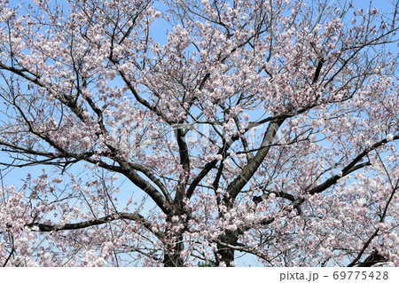 さくら 69775428