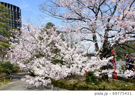 さくら 69775431