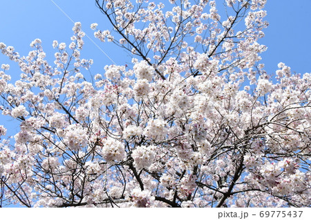 さくら さくら 69775437
