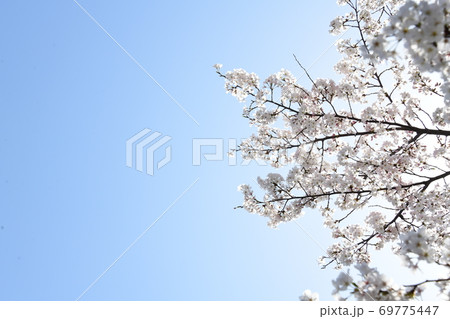さくら 69775447