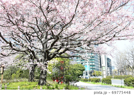 さくら 69775448