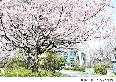 さくら 69775449