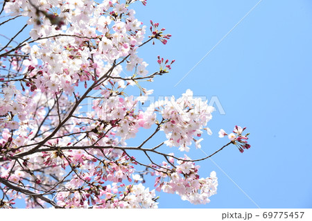 さくら さくら 69775457