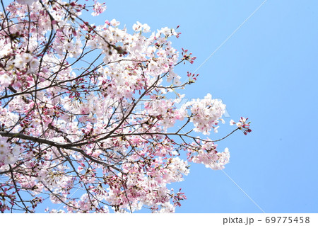 さくら 69775458