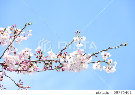 さくら 69775461