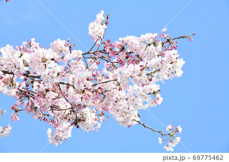 さくら 69775462