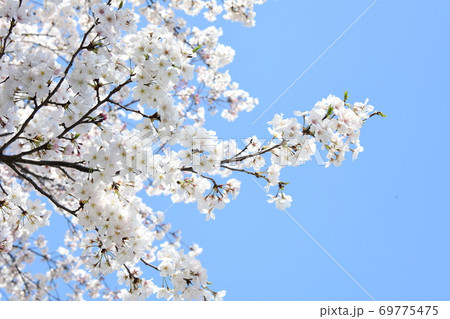 さくら さくら 69775475