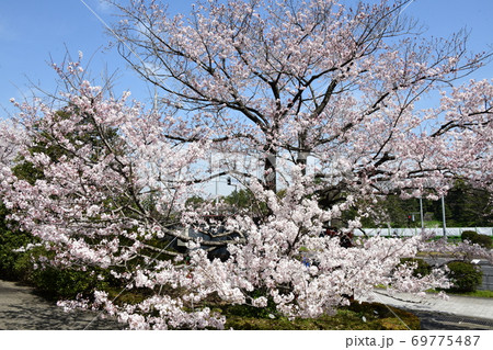 さくら さくら 69775487