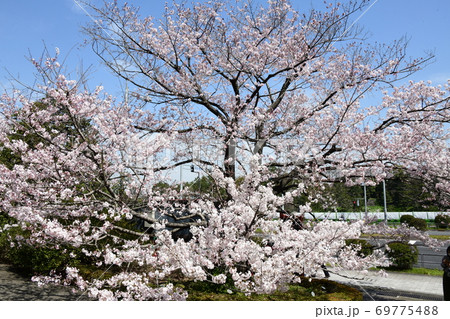 さくら 69775488