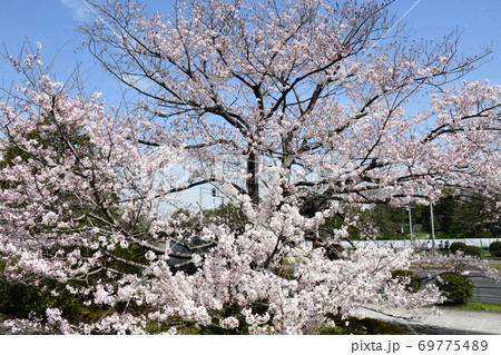 さくら さくら 69775489