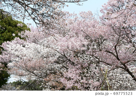 さくら咲く さくら咲く 69775523