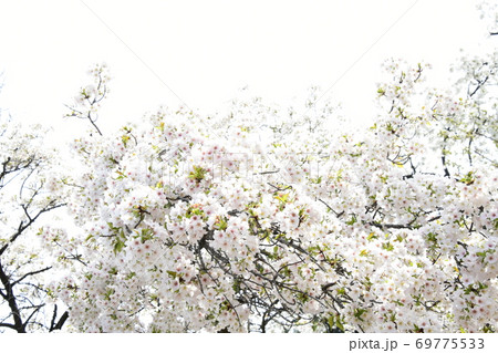 さくら咲く 69775533