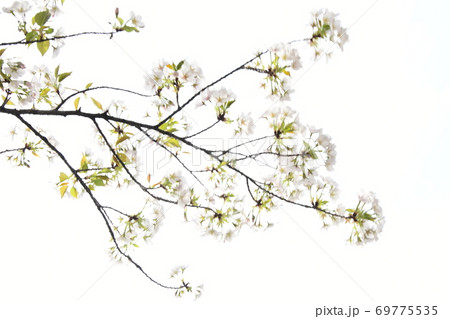 さくら咲く 69775535