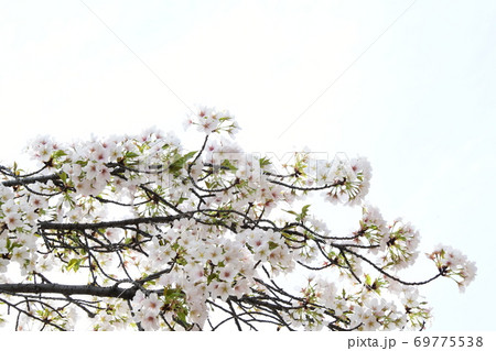 さくら咲く 69775538
