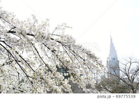 さくら咲く 69775539