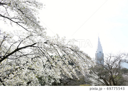 さくら咲く 69775543