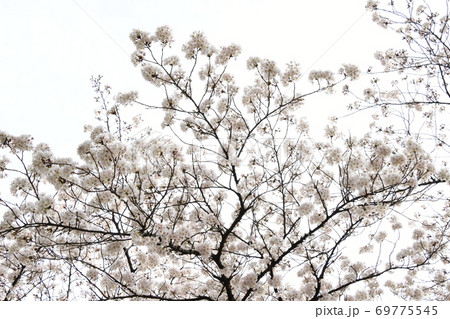 さくら咲く さくら咲く 69775545
