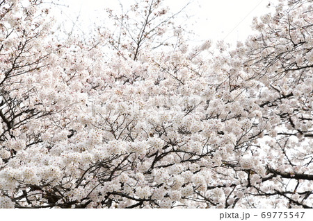 さくら咲く さくら咲く 69775547