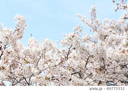 さくら咲く 69775552