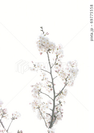 さくら咲く 69775558