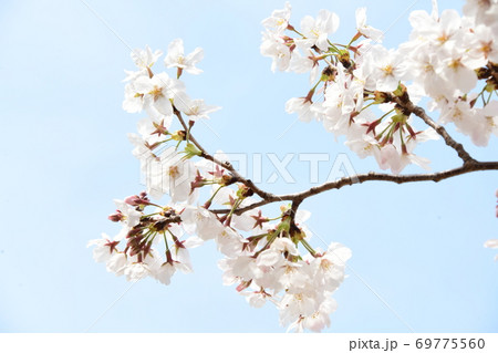 さくら咲く 69775560
