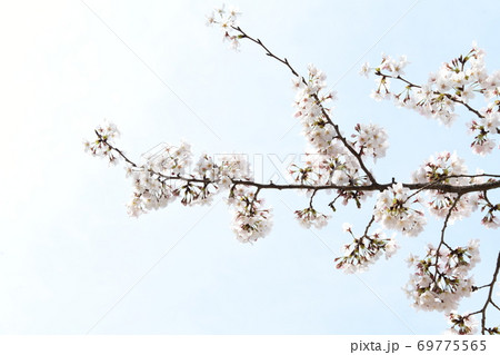 さくら咲く さくら咲く 69775565