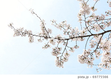 さくら咲く 69775566